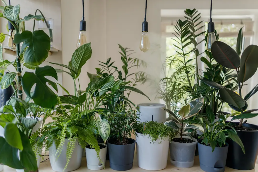 Jardin d’intérieur hivernal avec plantes vertes près d’une fenêtre lumineuse dans un salon français chaleureux