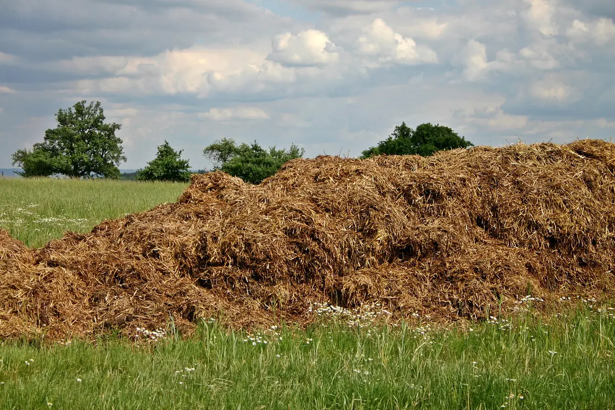 Jardinier utilisant un croc à fumier cinq dents pour retourner un tas de compost dans un potager paillé
