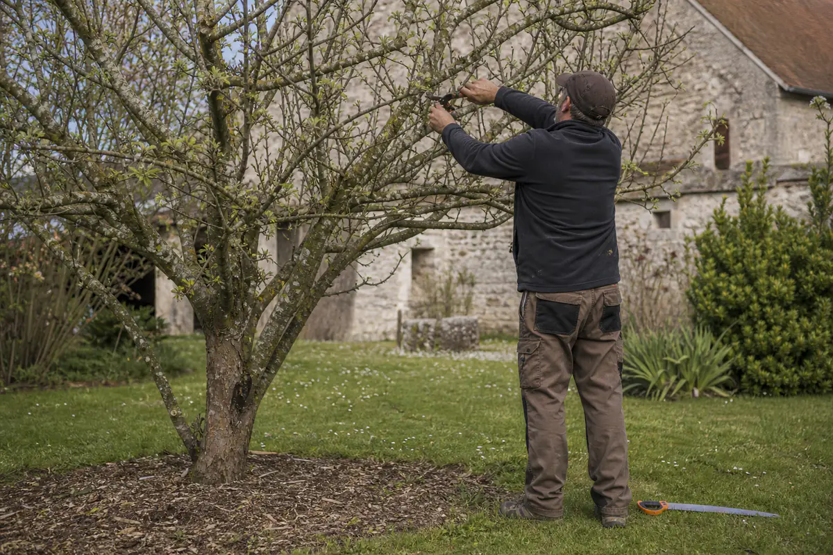 Jardinier taillant un pommier adulte avec un sécateur, dans un verger familial lumineux et bien entretenu