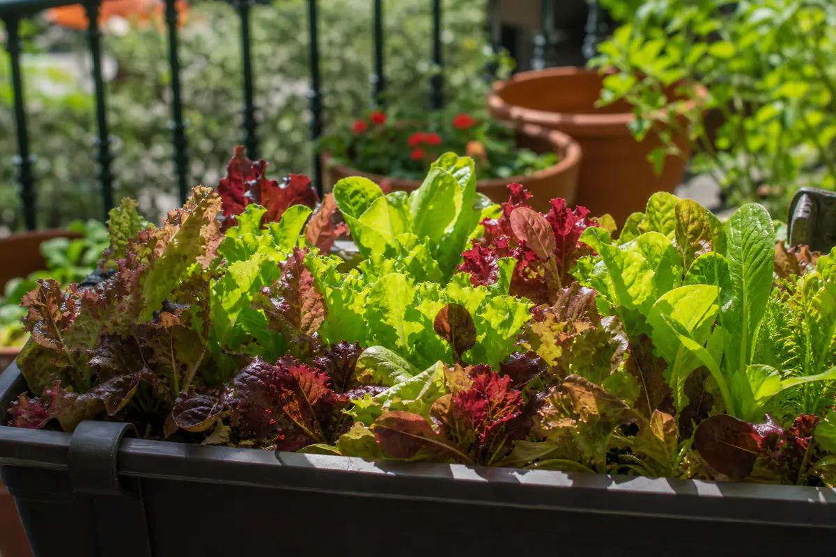 Jardinière de balcon avec de la salade à couper aux feuilles vertes et rouges variées sur une terrasse française