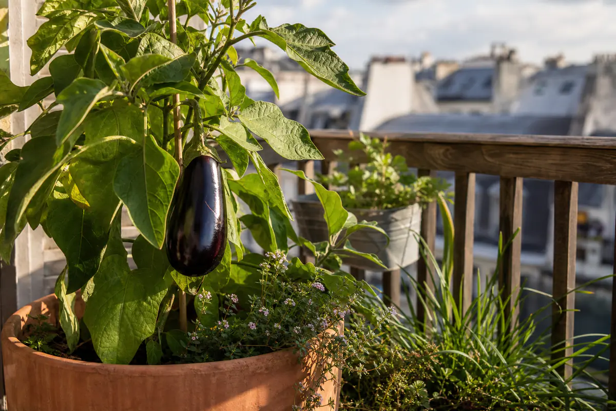 Aubergine violette et brillante sur un plant en pot sur un balcon ensoleillé, feuillage vert dense