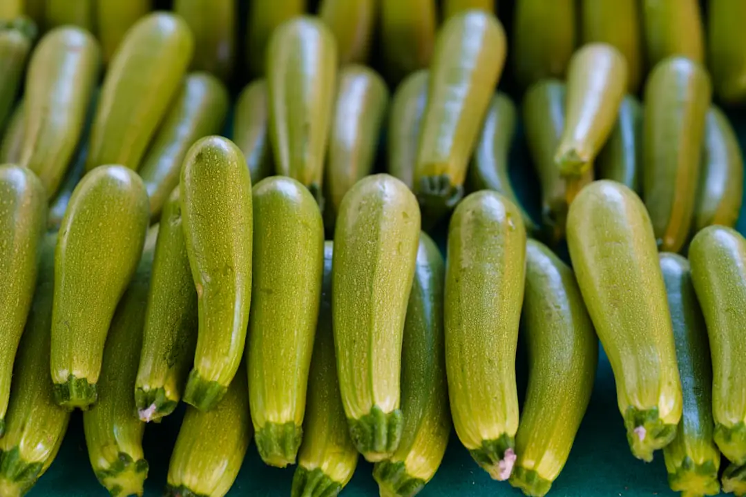 Plants de courgettes et courges mûres dans un potager français paillé, sous une douce lumière d’été