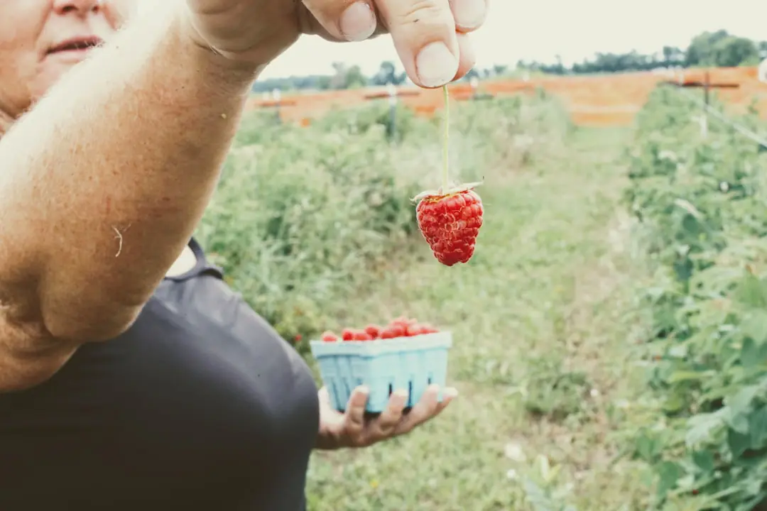 Rang de framboisiers sans épines palissés sur fils, fruits rouges mûrs et paillage au pied