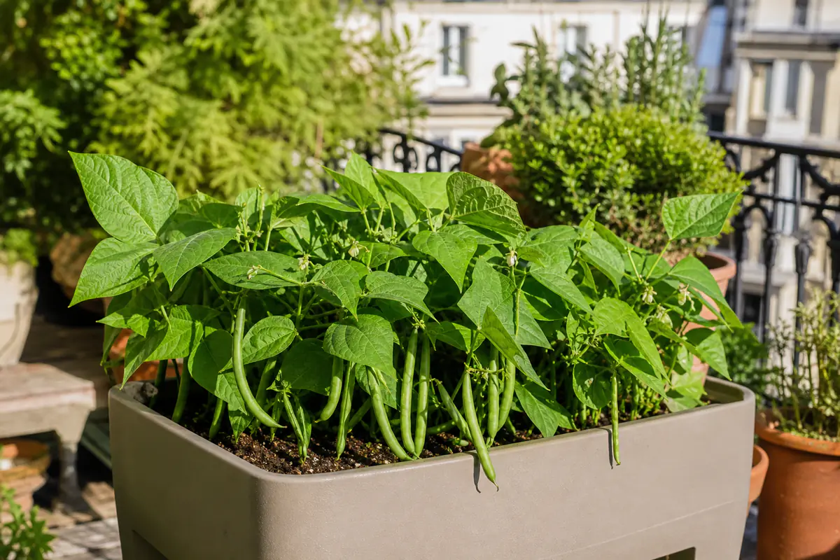 Jardinière de balcon avec des plants de haricots verts nains chargés de gousses sur une terrasse française