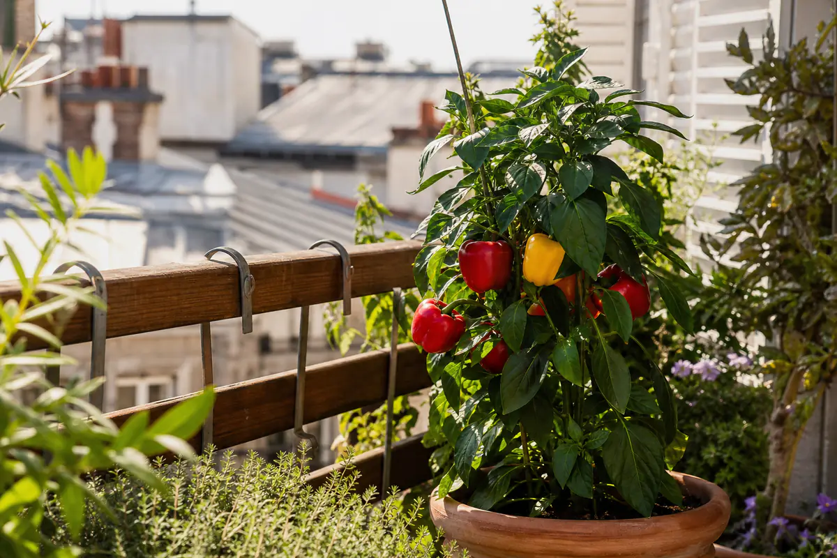 Plant de poivrons colorés en pot sur un balcon ensoleillé, fruits rouges et jaunes parmi le feuillage vert