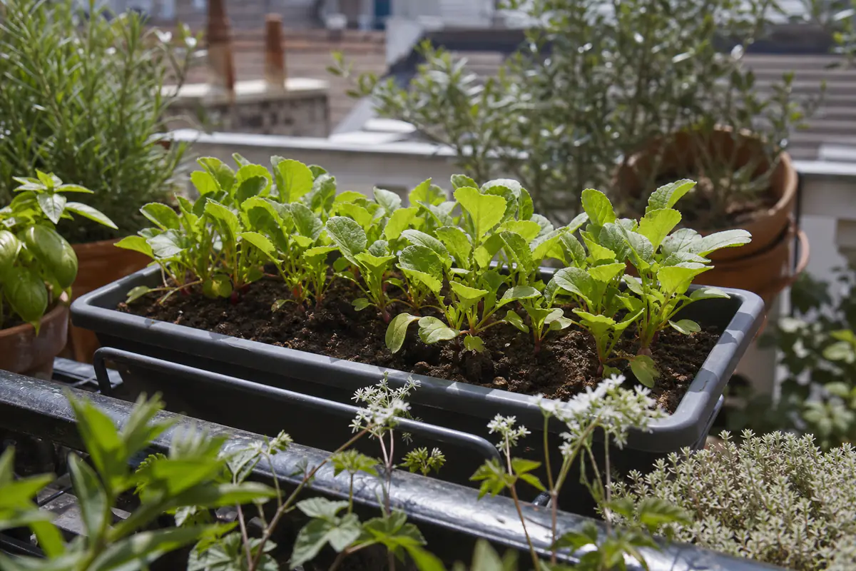 Jardinière de balcon avec de jeunes plants de radis en rangs sur une terrasse française ensoleillée