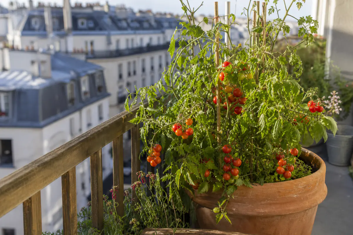 Plant de tomates cerises tuteuré en pot sur un balcon ensoleillé, grappes de fruits rouges mûrs