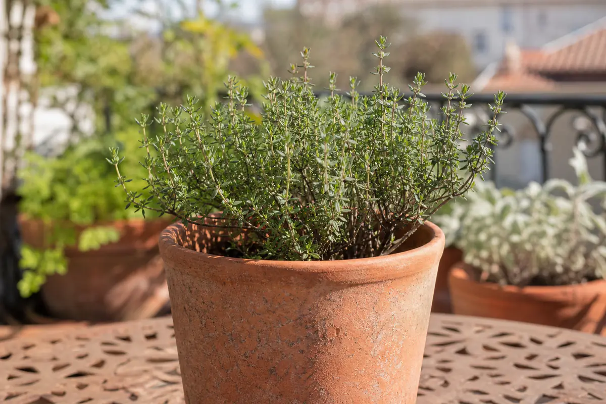 Pot de thym aux tiges ligneuses et petites feuilles vertes posé sur une terrasse française ensoleillée