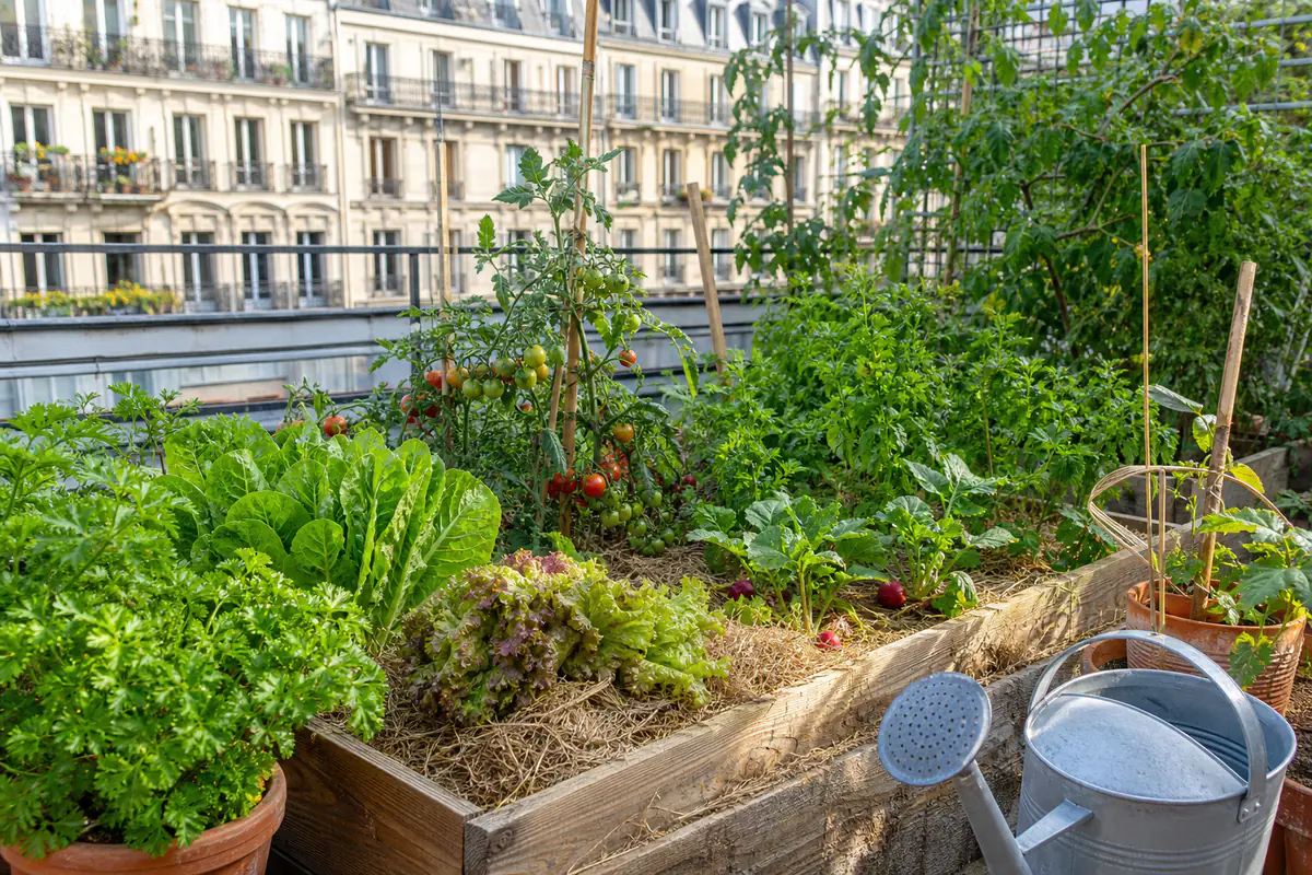 Potager urbain sur terrasse française avec bacs de légumes, aromatiques, paillage et arrosoir au soleil doux