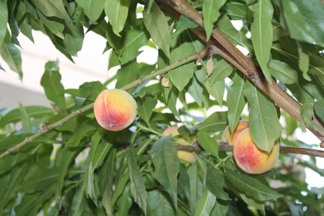 Pêcher nain en pot devant une baie vitrée lumineuse, portant quelques fruits mûrs dans un intérieur végétalisé