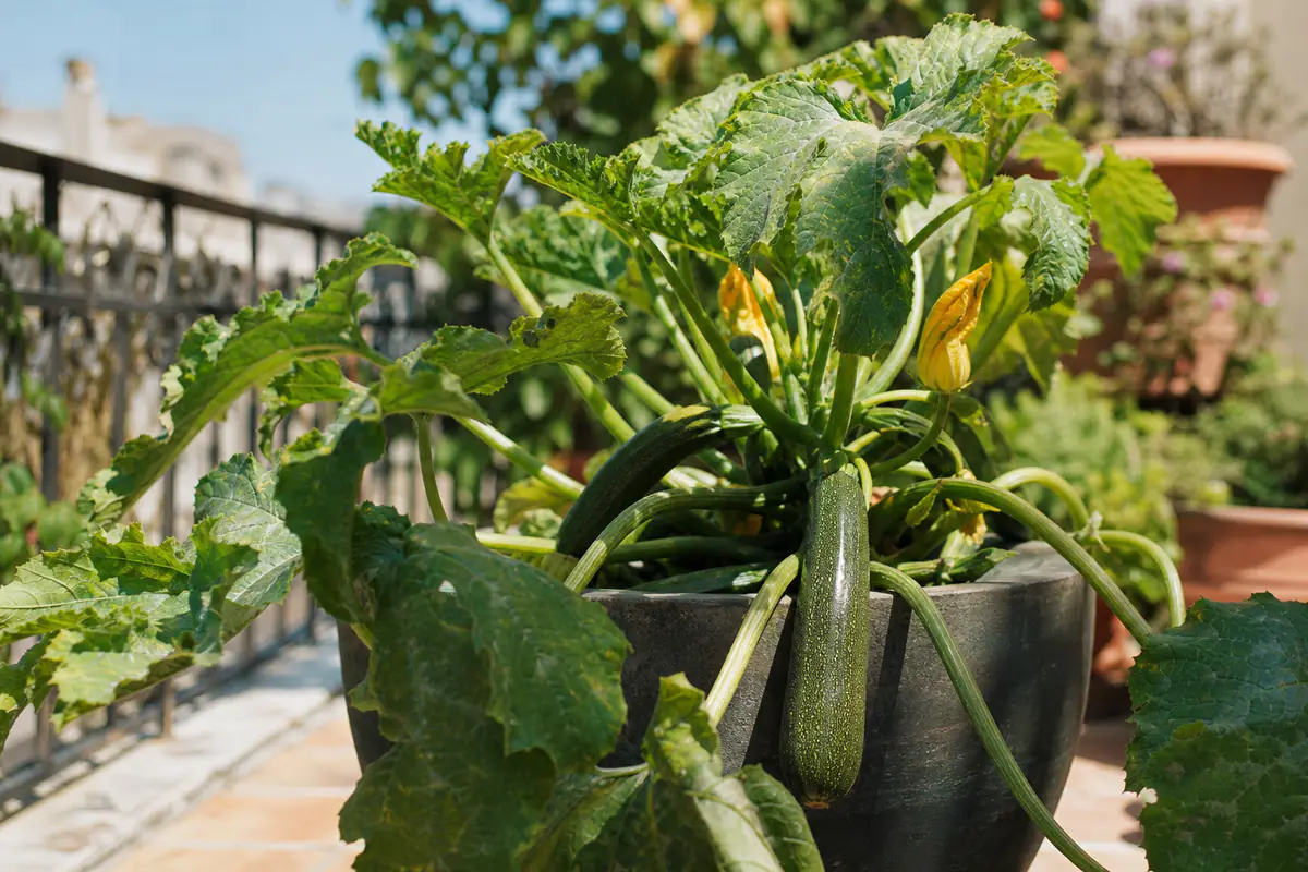 Plant de courgette naine chargé de fruits dans un grand pot sur une terrasse française ensoleillée
