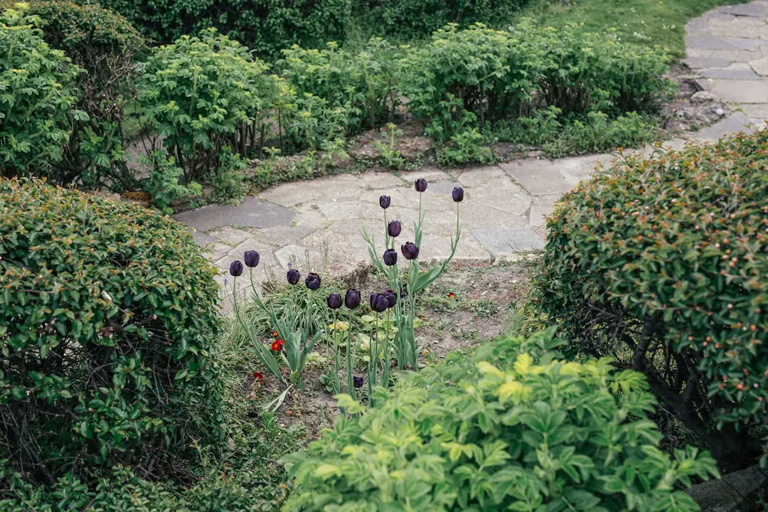 Débutante installant des plants de salade dans un petit potager paillé et ensoleillé, avec un arrosoir