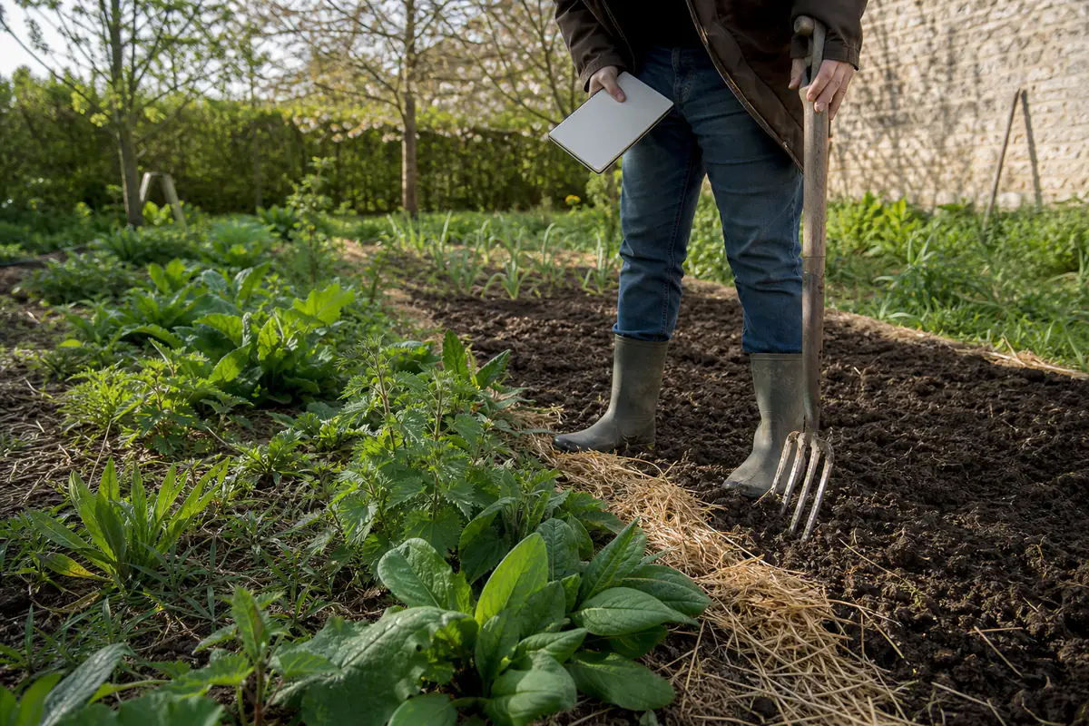 Jardinier observant des plantes spontanées dans un potager paillé, carnet et fourche à la main