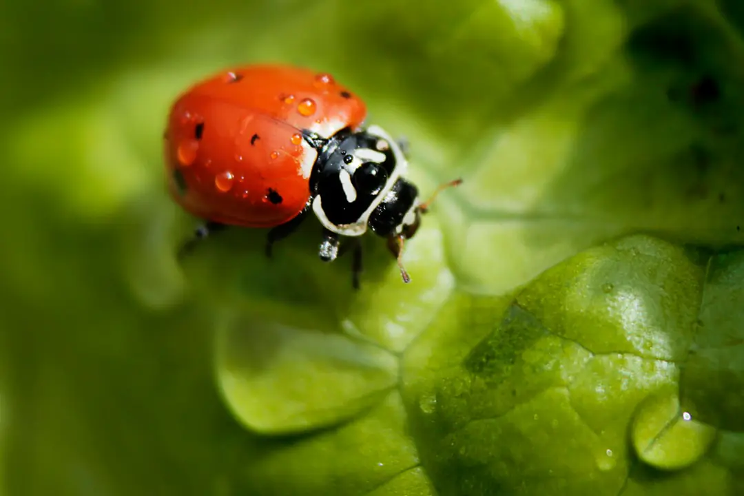 Semis de légumes bio en rangs dans un potager français, terre fine, graines et arrosoir à pomme