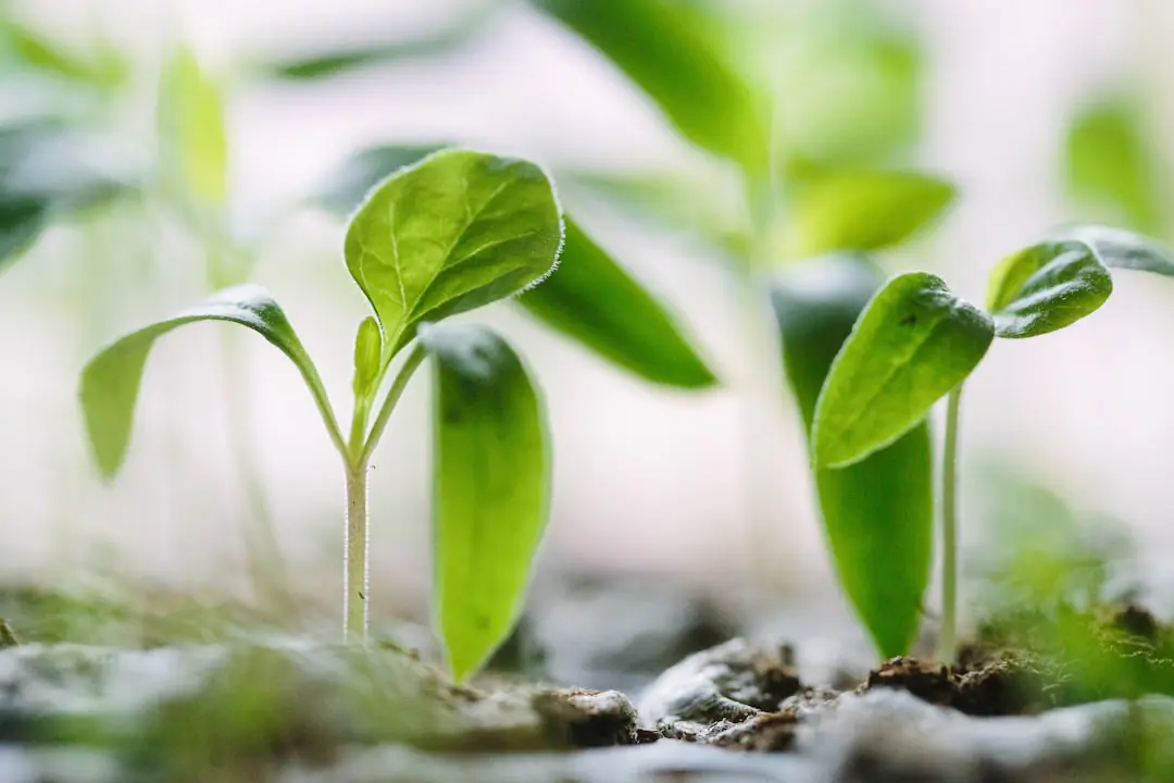 Rangées de radis, roquette, laitues, épinards et navets semés dans un potager français en août