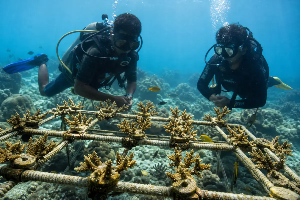 Pépinière sous-marine de coraux fixés à une structure, suivie par des plongeurs dans une eau indonésienne claire
