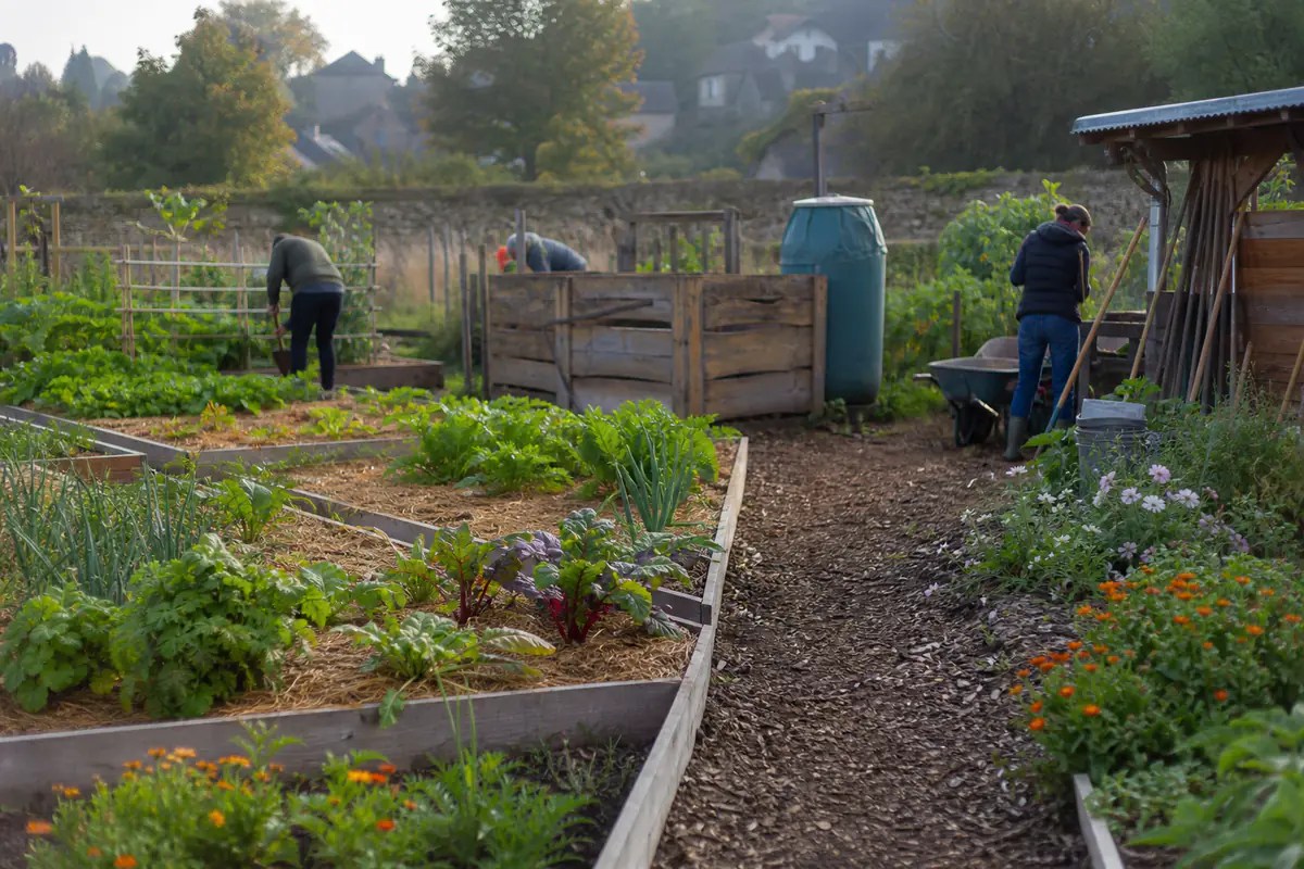 Jardin communautaire réaménagé avec parcelles paillées, allées accessibles, compost et récupérateurs d’eau.