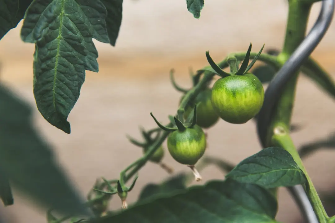 Jardin français en décembre, sol givré et paillé, outils rangés près d’arbustes en repos végétatif