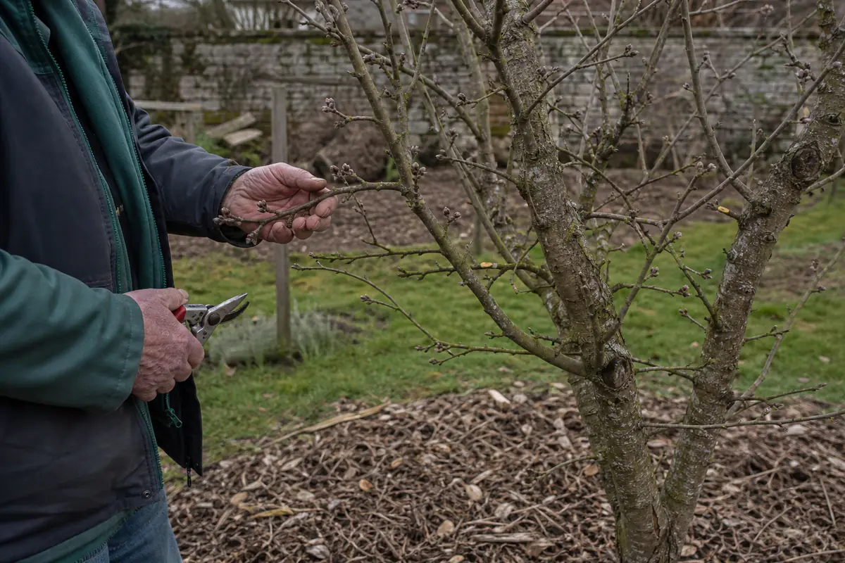 Jardinier observant les bourgeons d’un pommier avant une coupe de taille avec un sécateur propre