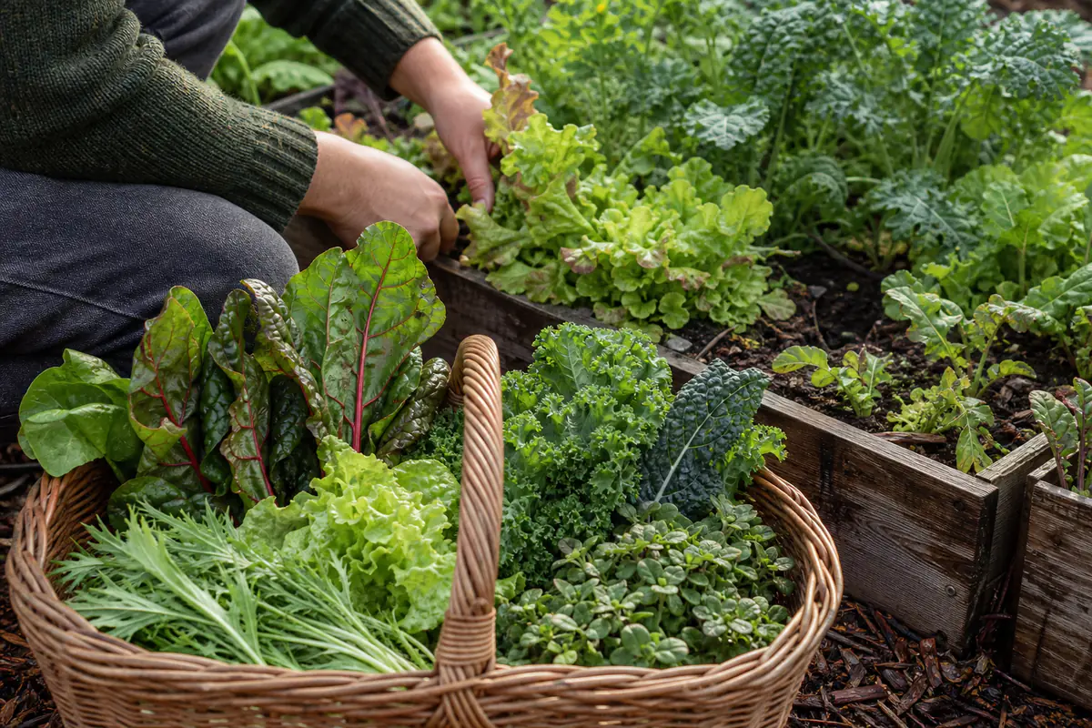 Panier de laitues, blettes, roquette et kale fraîchement récoltés dans un potager familial français