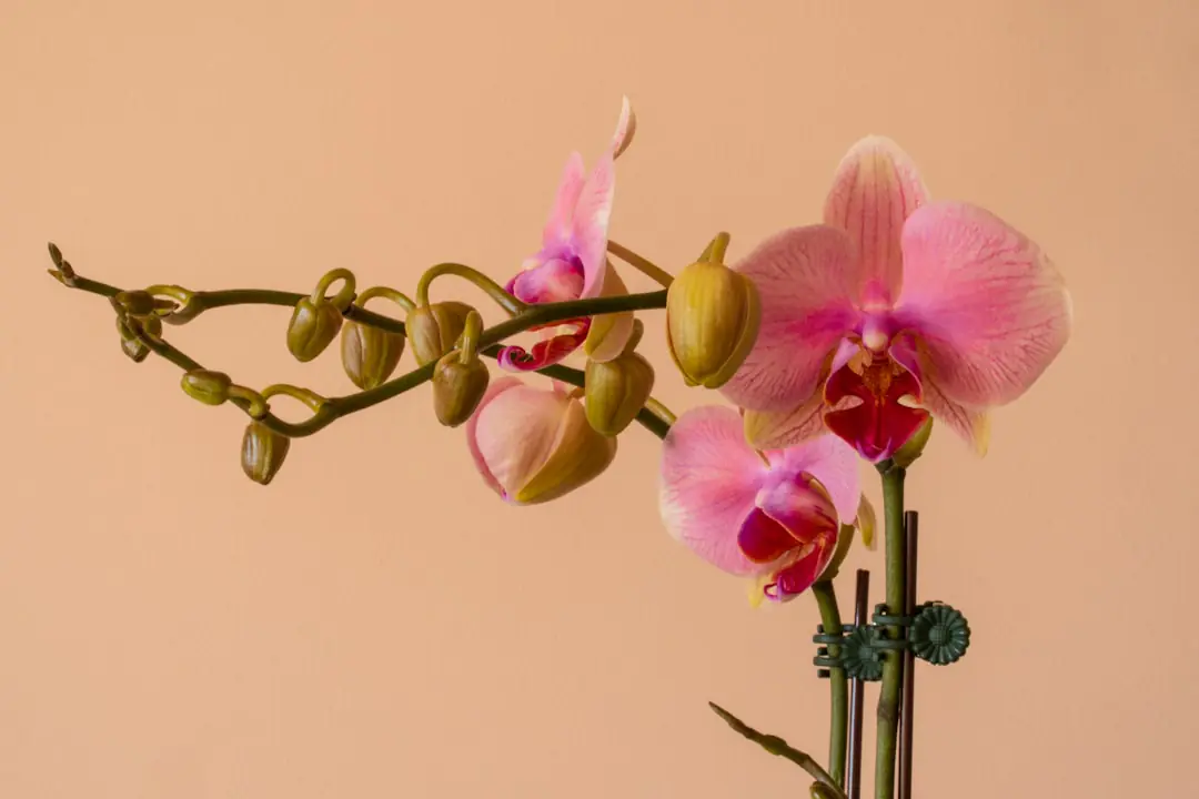 Gros plan de racines vertes et argentées d’une orchidée dans un pot transparent sur un rebord de fenêtre lumineux.