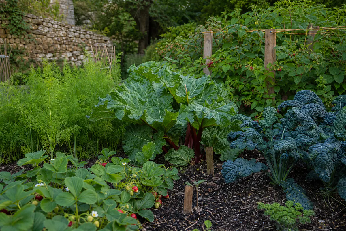 Potager français ensoleillé réunissant asperges, rhubarbe, fraisiers et chou vivace dans des bordures paillées