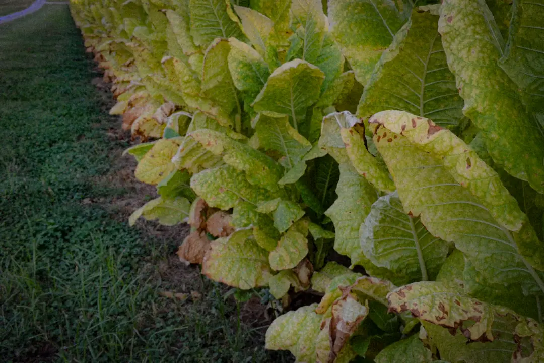Jeunes laitues paillées de feuilles de rhubarbe et de fougère dans un potager français au printemps
