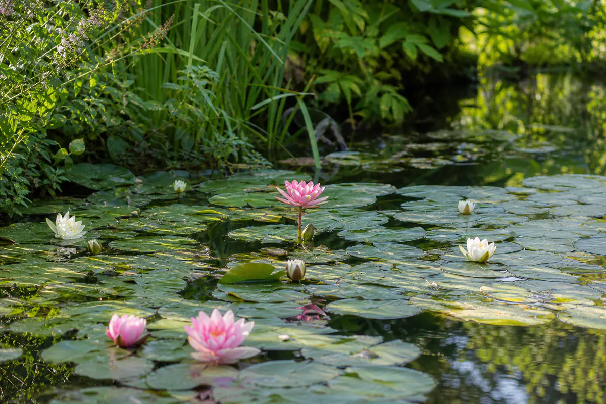 Nénuphars roses et blancs flottant sur un bassin de jardin naturel, entouré de feuillages estivaux