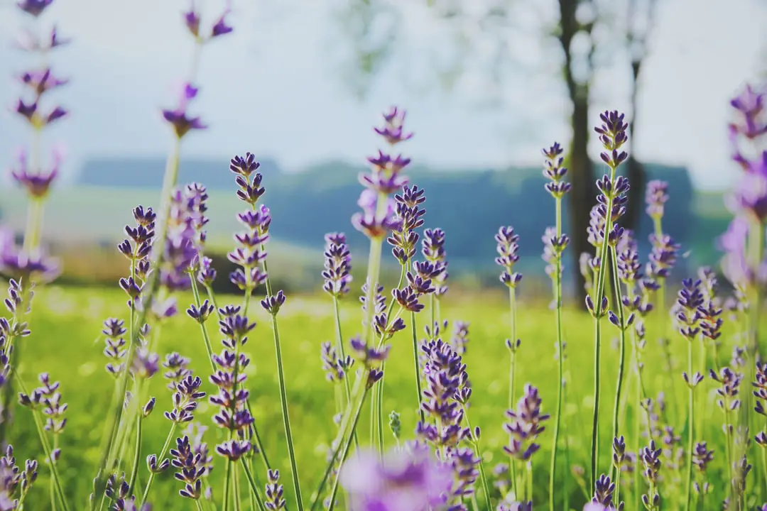 Touffes de violettes cornues violettes, jaunes et blanches plantées en bordure d’un jardin français au printemps