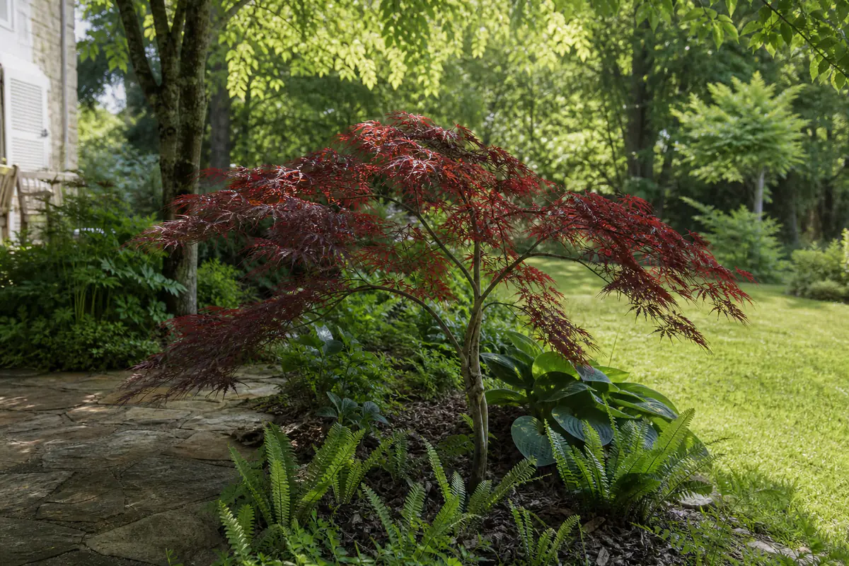 Érable du Japon au feuillage pourpré planté près d’une terrasse dans un jardin français lumineux