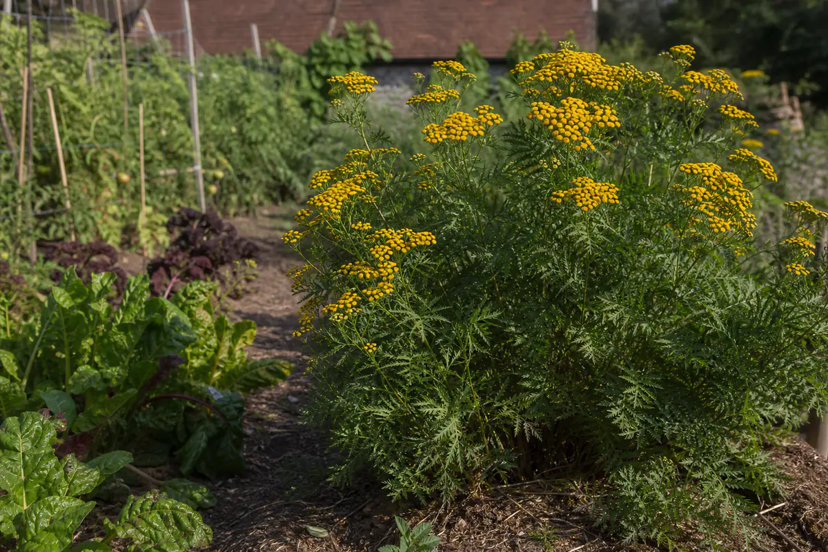Tanaisie aux fleurs jaunes en boutons installée au bord d’un potager français en fin d’été