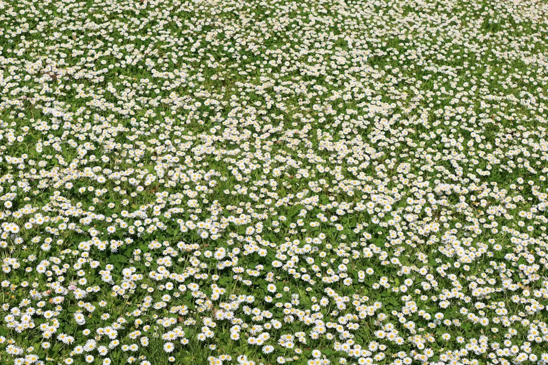 Tapis dense de bugles rampantes à feuillage pourpre et épis bleus au pied d’arbustes dans un jardin français