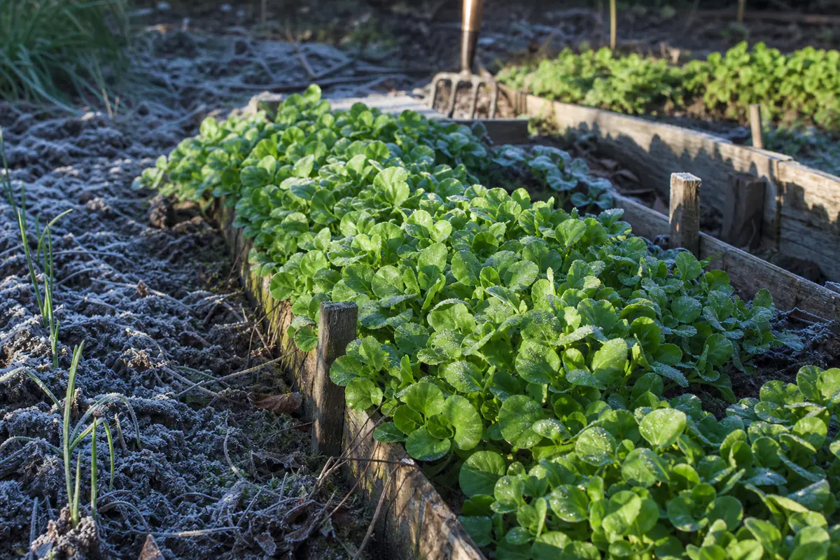 Rang de pourpier d’hiver aux feuilles rondes vert tendre dans un potager français sous un léger givre matinal
