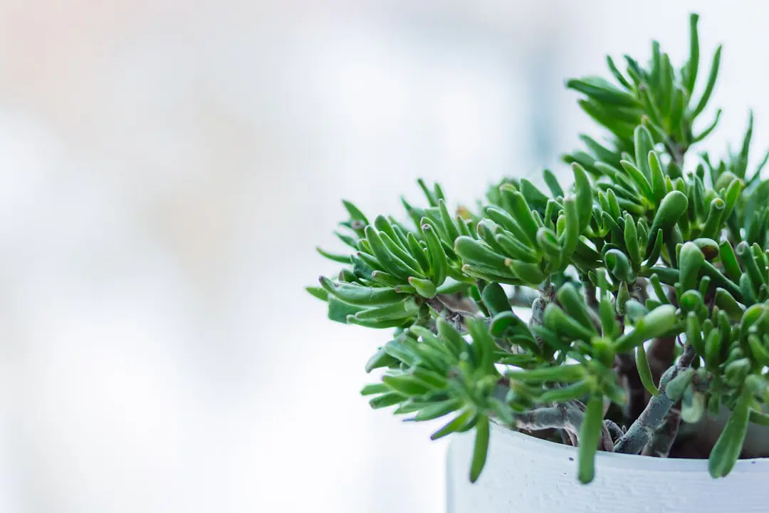 Jardin miniature installé sur une terrasse française, avec aromatiques, fleurs et pots de tailles variées