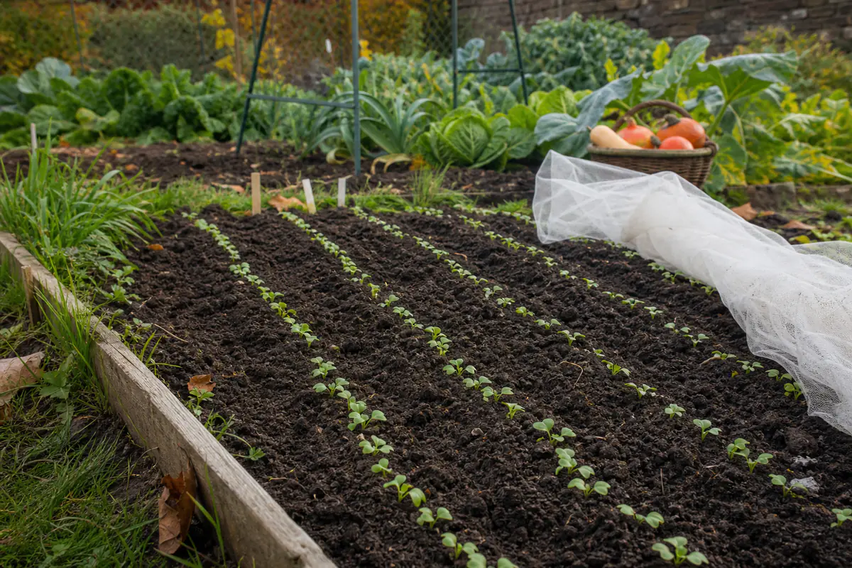 Sillons de radis d’hiver fraîchement semés dans un potager français, terre fine et voile posé à côté