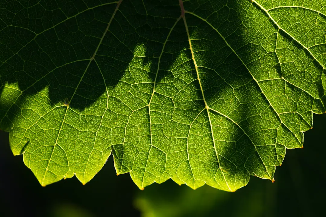 Terrasse française ombragée par une voile beige, une pergola végétalisée et des pots de vigne en plein été