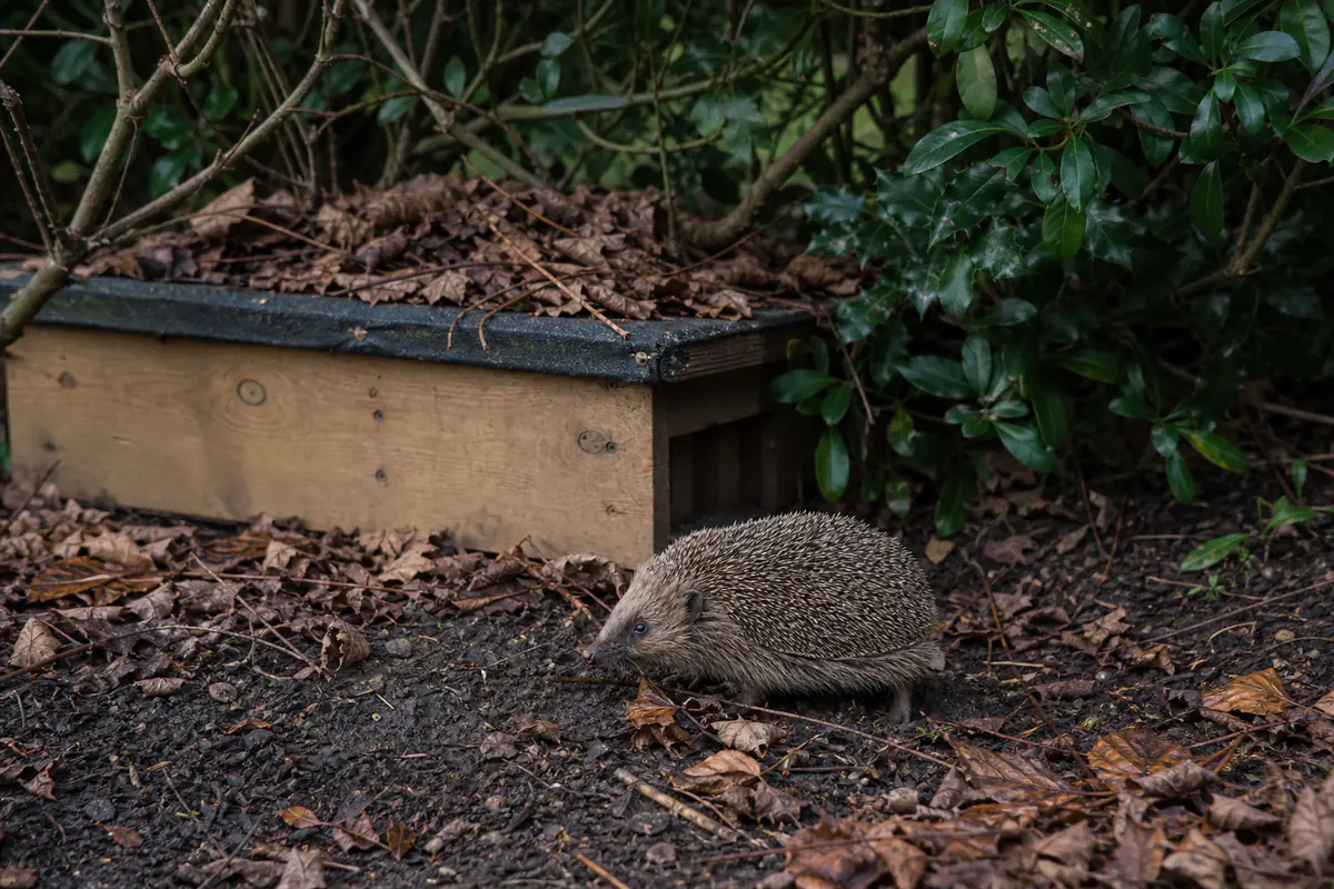 Hérisson avançant près d’un abri de feuilles sèches sous un arbuste dans un jardin français en hiver
