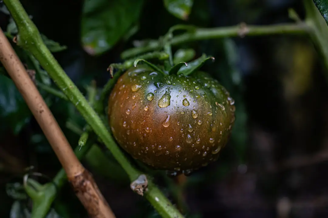 Atelier de jardinage bio à Brest avec participants observant un potager paillé sous une lumière océanique douce.