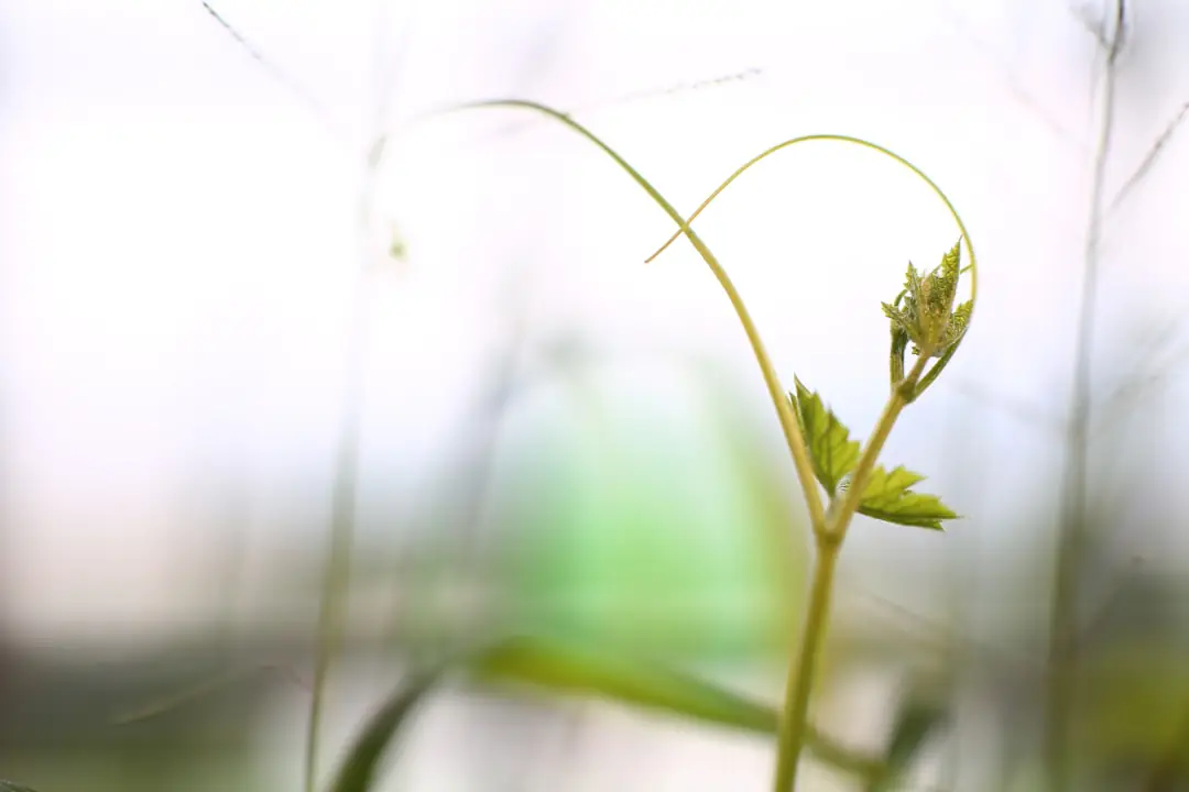 Panier suspendu garni de Muehlenbeckia complexa aux tiges fines retombant sur une terrasse française lumineuse.