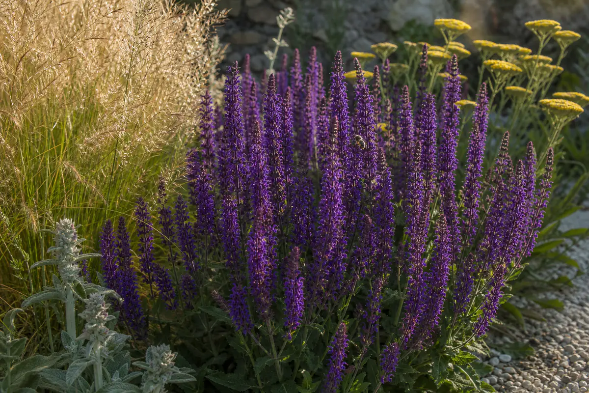 Touffe de sauge vivace violette en fleurs dans un massif ensoleillé avec graminées et achillées