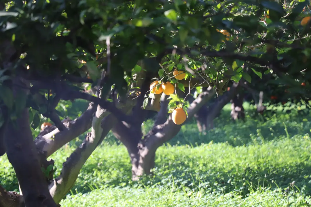 Jardinier observant les bourgeons d’un pommier avant une taille douce dans un verger familial français