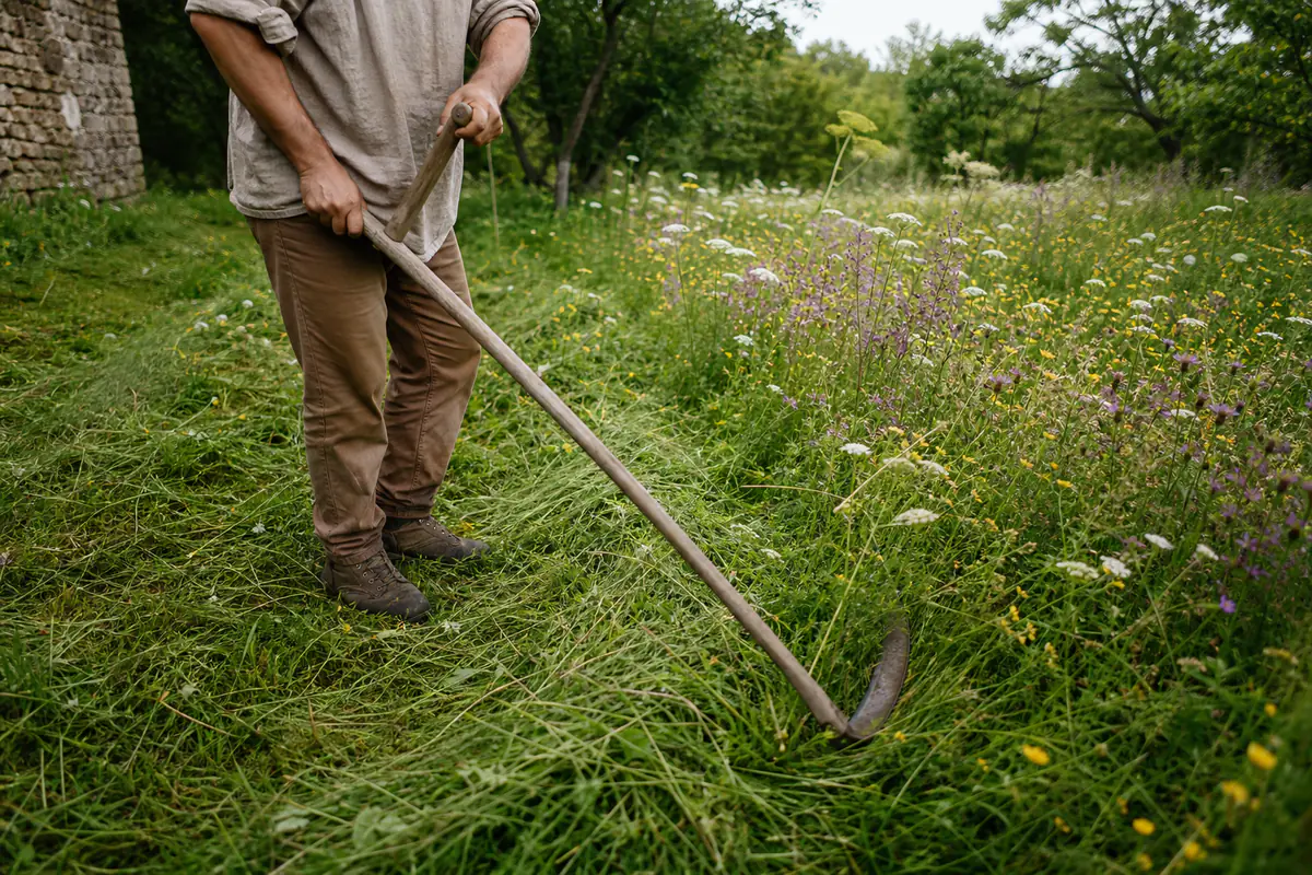 Jardinier utilisant une faux dans une prairie fleurie de jardin, avec herbe coupée en andain régulier.