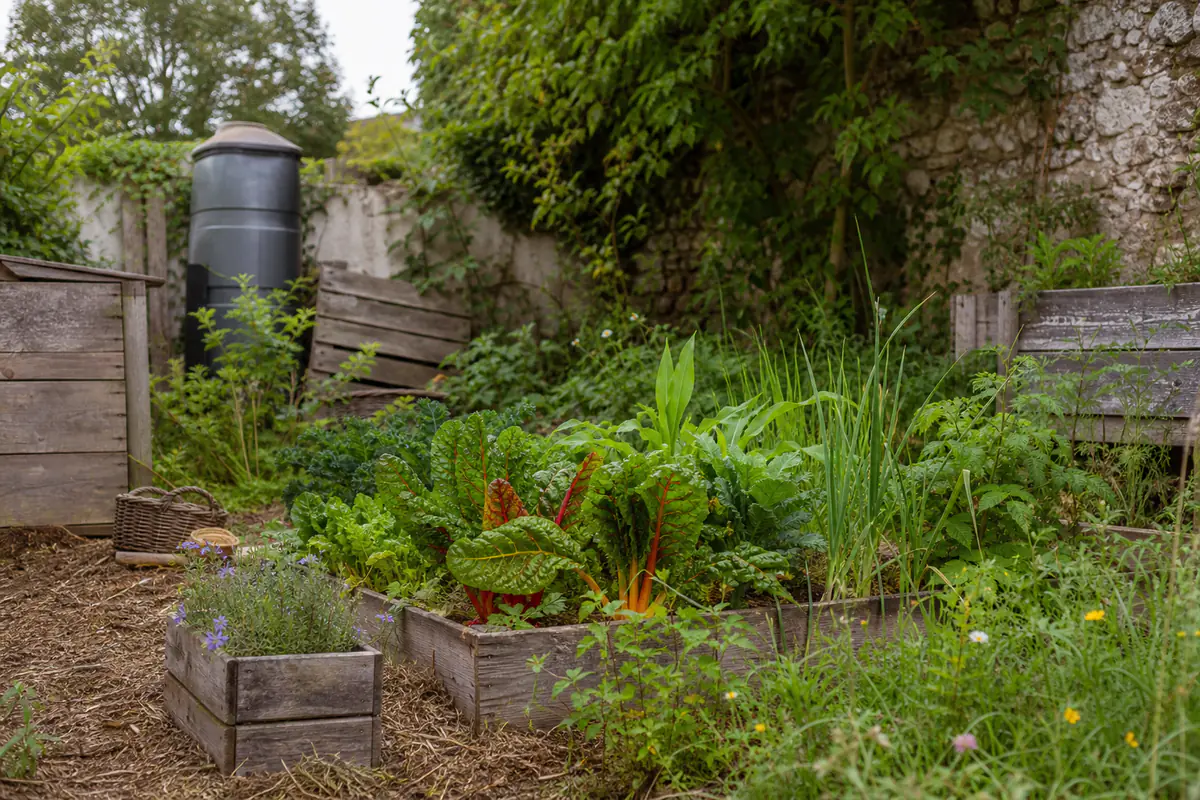 Petit jardin punk français luxuriant avec potager paillé, fleurs sauvages, récupérateur d’eau et matériaux réemployés