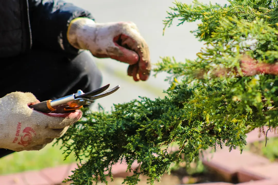 Échange de graines, boutures et jeunes plants sur une table de troc dans un jardin partagé français