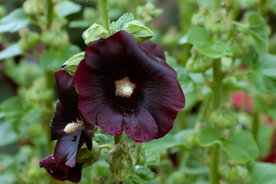 Potager naturel paillé avec légumes, fleurs mellifères et compost dans un jardin familial lumineux