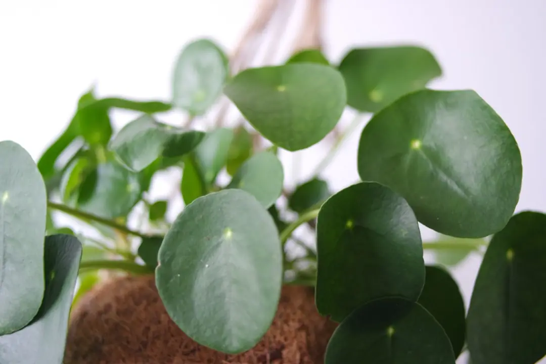 Kokedama de fougère suspendu devant une fenêtre lumineuse dans un salon français aux matières naturelles