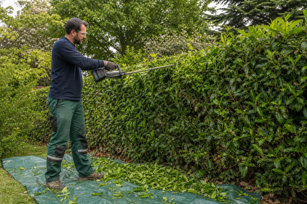 Taille-haie sans fil utilisé avec lunettes et gants pour égaliser une haie dans un jardin français lumineux
