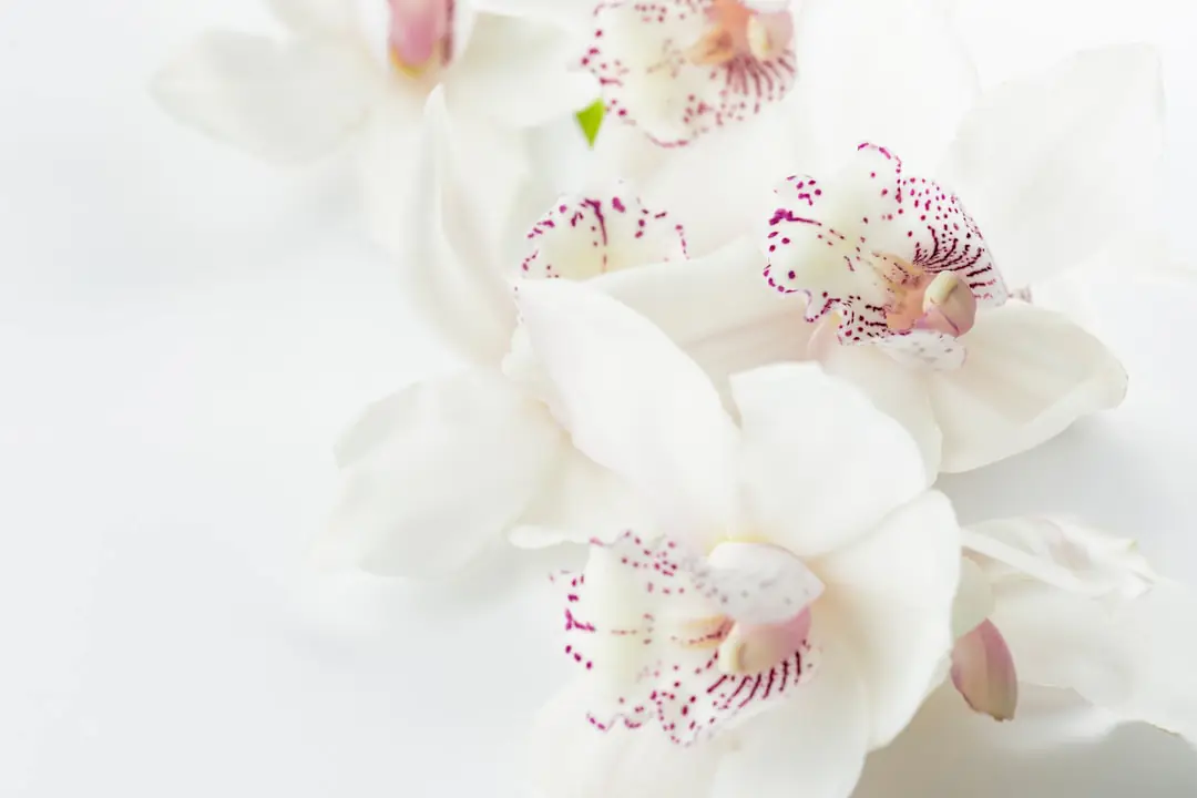 Visiteur observant des orchidées fleuries aux racines aériennes dans une exposition végétale lumineuse