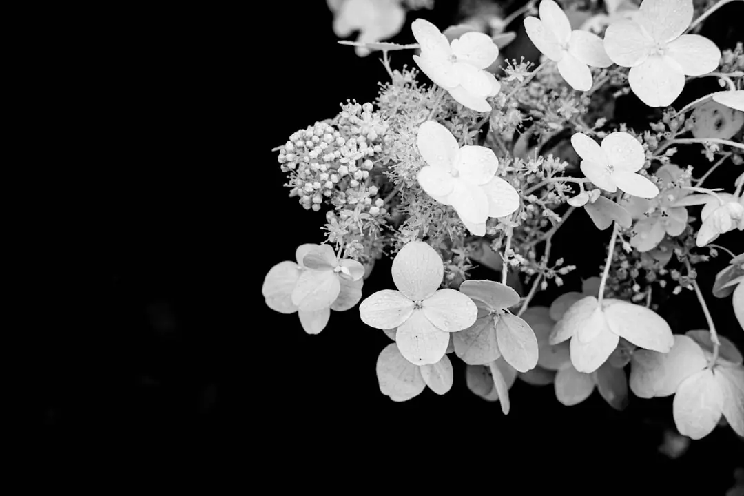 Massif de douze hortensias aux fleurs roses, blanches et bleutées dans un jardin français lumineux d’été