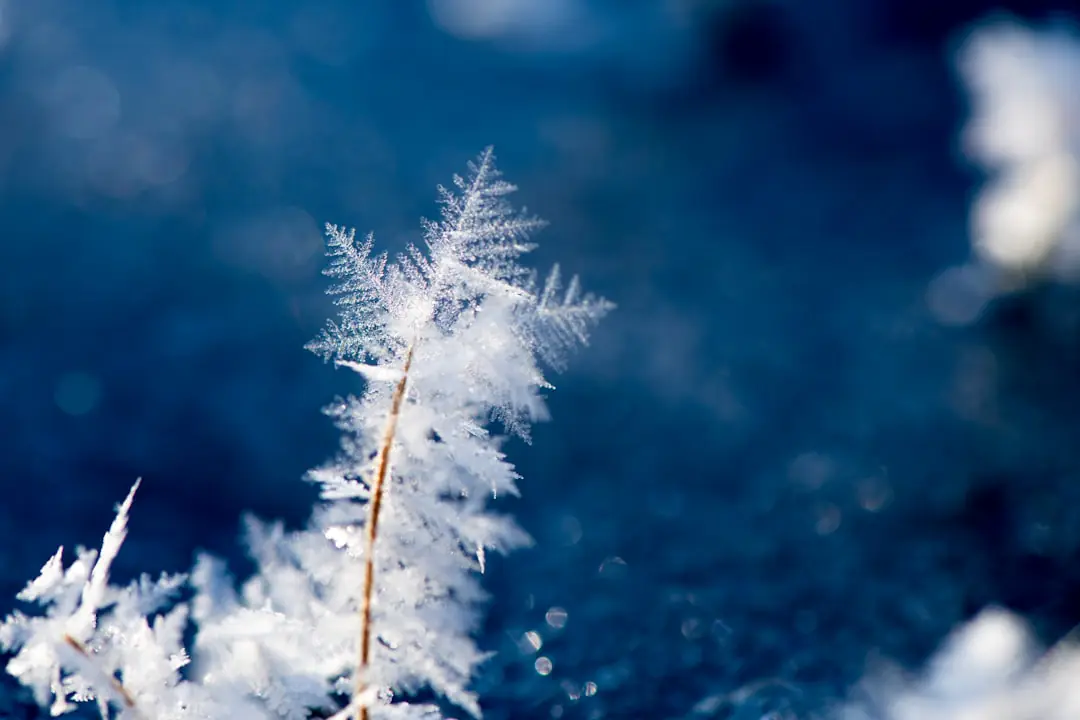Massif d’hiver français avec hellébores, bruyères roses, cornouillers rouges et skimmias légèrement givrés